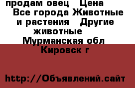  продам овец › Цена ­ 100 - Все города Животные и растения » Другие животные   . Мурманская обл.,Кировск г.